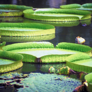 Large lilly pads on a pond | Pinescroll Blog Post My Most Favorite Childhood Memory