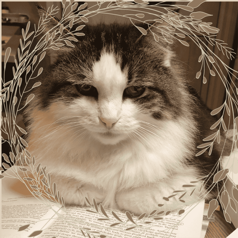 A Cat sitting on a book - image for story The Life of Eva Lucia part 1 | PineScroll Creative