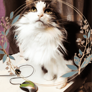 Cat image for story The Life of Eva Lucia part 2 | PineScroll Creative